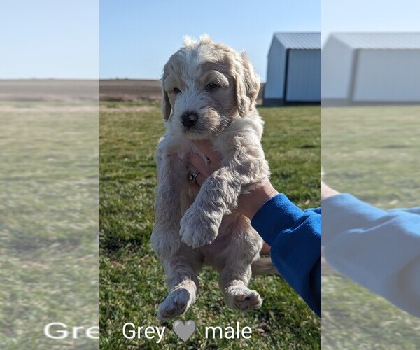 Medium Photo #3 Bernedoodle Puppy For Sale in TABLE GROVE, IL, USA
