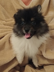 Pomeranian Puppy for sale in MORENO VALLEY, CA, USA