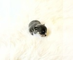 Small #3 Chihuahua