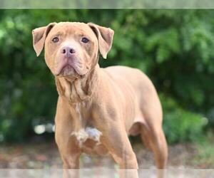 American Pit Bull Terrier Dogs for adoption in Tavares, FL, USA