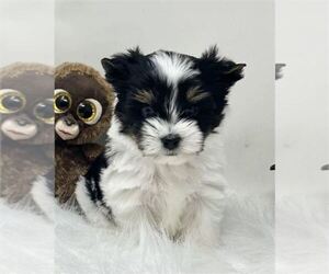 Medium Yorkshire Terrier