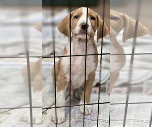 Labradoodle Dogs for adoption in SHERBURNE, NY, USA