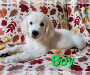 English Cream Golden Retriever Puppy for sale in WEEKI WACHEE, FL, USA