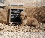 Small #4 Golden Retriever