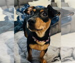 Small Photo #3 Dachshund-Unknown Mix Puppy For Sale in Greenville, SC, USA