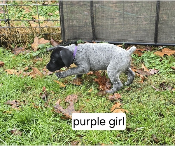 Medium Photo #7 German Shorthaired Pointer Puppy For Sale in GIVEN, WV, USA