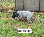 Small #6 German Shorthaired Pointer