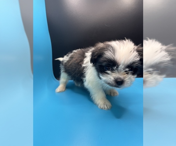 Medium Photo #11 Maltipoo-Shih Tzu Mix Puppy For Sale in SAINT AUGUSTINE, FL, USA