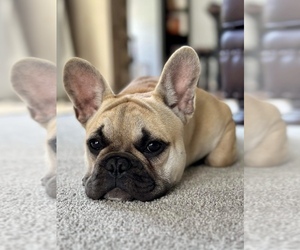 French Bulldog Puppy for sale in CHICOPEE, MA, USA