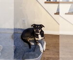 Small Borador