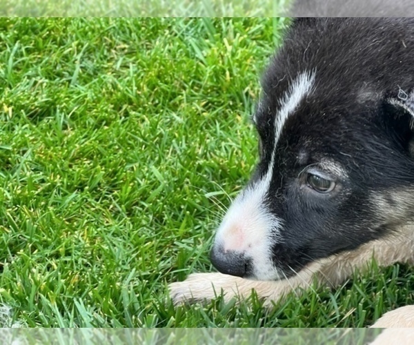 Medium Photo #25 German Shepherd Dog Puppy For Sale in JURUPA VALLEY, CA, USA