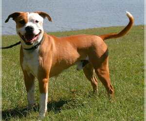 O'Bannon - Male Boxer-Unknown Mix Dog for Adoption - Photo #3