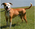 Small Photo #3 Boxer-Unknown Mix Puppy For Sale in Linton, IN, USA