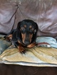 Small Photo #1 Dachshund Puppy For Sale in SHALLOTTE, NC, USA