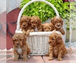 Small #1 Cavapoo