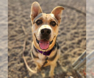 Mutt Dogs for adoption in Fargo, ND, USA
