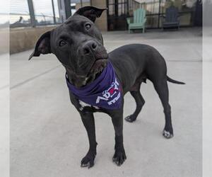 American Pit Bull Terrier Dogs for adoption in Denver, CO, USA