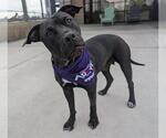 Small American Pit Bull Terrier