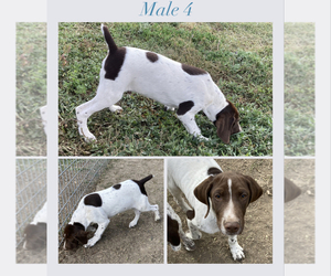 German Shorthaired Pointer Puppy for sale in HENSLER, ND, USA