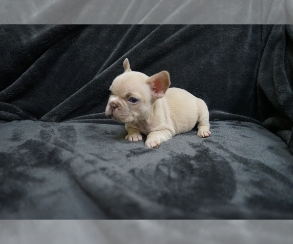 Medium Photo #2 French Bulldog Puppy For Sale in SAN JOSE, CA, USA