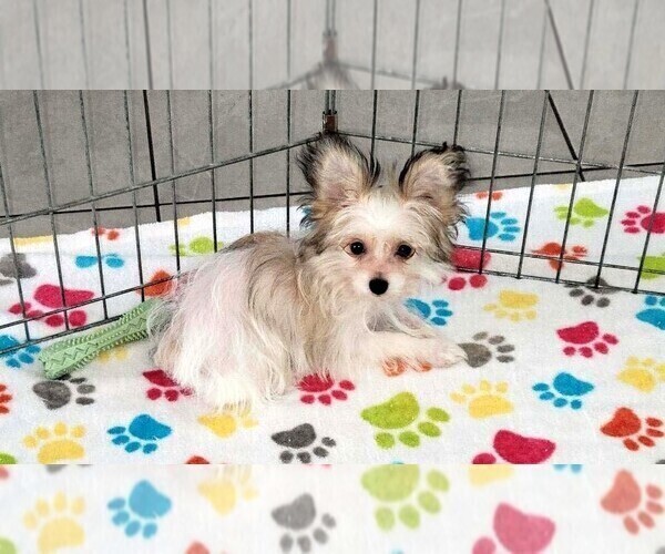 Medium Photo #5 Papitese Puppy For Sale in ORO VALLEY, AZ, USA