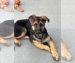 Puppy Buddy German Shepherd Dog