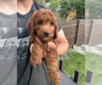 Image preview for Ad Listing. Nickname: Ivy