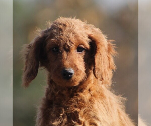Medium Photo #3 Cavapoo Puppy For Sale in AUGUSTA, WV, USA