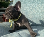 Small Photo #16 French Bulldog Puppy For Sale in TACOMA, WA, USA
