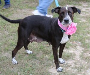 Lab-Pointer Dogs for adoption in Bandera, TX, USA