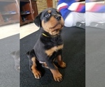 Small Photo #4 Rottweiler Puppy For Sale in STEUBENVILLE, OH, USA