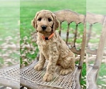 Small Photo #1 Irish Doodle Puppy For Sale in WOOSTER, OH, USA