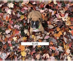 Boxer Puppy for Sale in LEESPORT, Pennsylvania USA