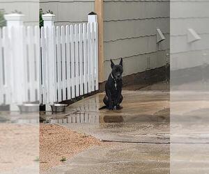 American Staffordshire Terrier-Unknown Mix Dogs for adoption in San Antonio, TX, USA