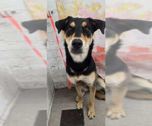 Shepweiller Dogs for adoption in San Bernardino, CA, USA
