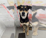 Small Shepweiller