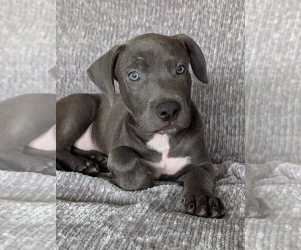 Medium Photo #2 Labrador Retriever-Unknown Mix Puppy For Sale in Oakhurst, NJ, USA
