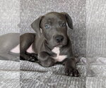 Small #1 Labrador Retriever Mix