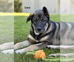 Small #2 Shepradors