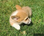 Small Photo #2 Pembroke Welsh Corgi Puppy For Sale in SULLIVAN, MO, USA