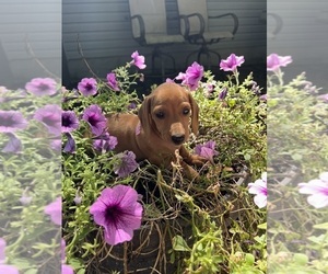 Dachshund Puppy for sale in CONVOY, OH, USA