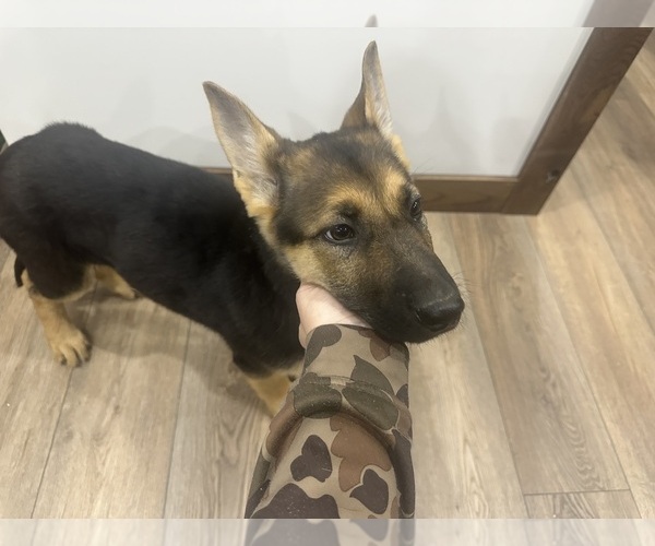 Medium Photo #4 German Shepherd Dog Puppy For Sale in OSAGE CITY, KS, USA