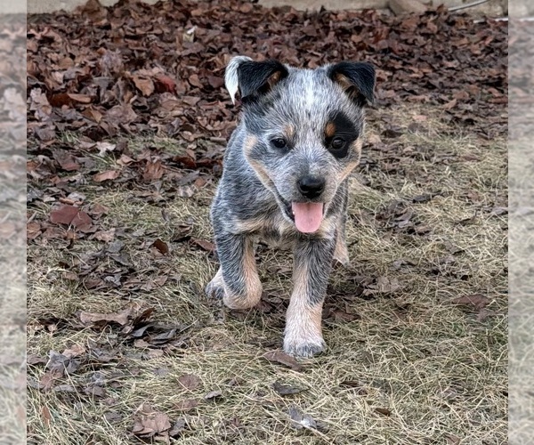 Medium Photo #3 Australian Cattle Dog Puppy For Sale in ROCKWALL, TX, USA