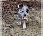 Small #2 Australian Cattle Dog