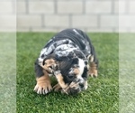 Small Photo #2 English Bulldog Puppy For Sale in UNIVERSAL CITY, CA, USA