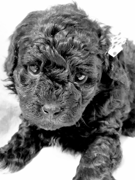 Medium Photo #1 Poodle (Miniature) Puppy For Sale in EMPORIA, KS, USA