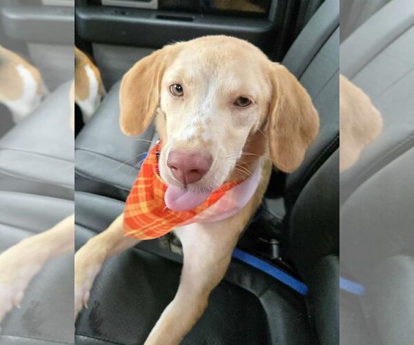 Medium Photo #2 Beagle Puppy For Sale in Dunnellon, FL, USA