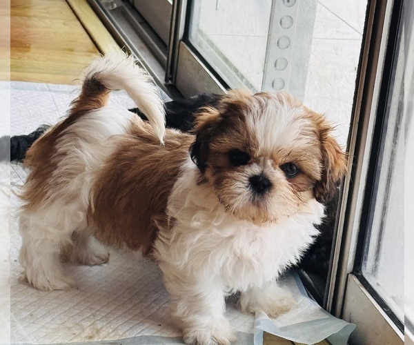 Medium Photo #1 Shih Tzu Puppy For Sale in ORLANDO, FL, USA