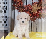 Small Photo #1 Poochon Puppy For Sale in MOUNT VERNON, OH, USA