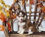 Small Photo #10 Pomsky Puppy For Sale in RAMONA, CA, USA